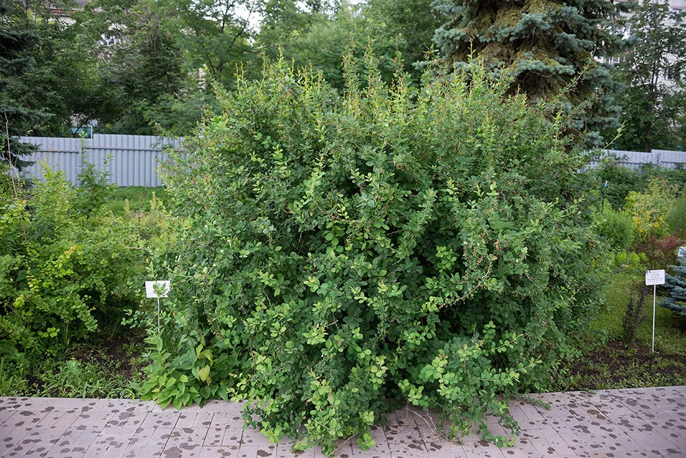 барбарис амурский