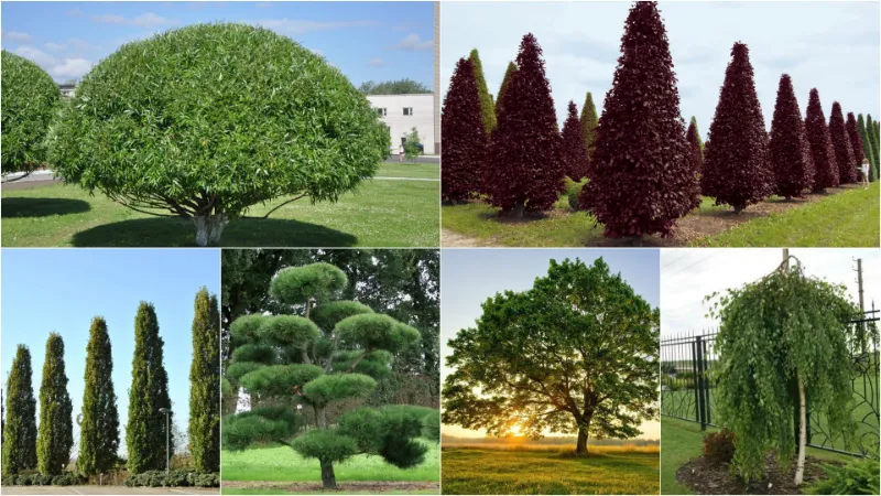 Виды декоративных деревьев для дачи и сада