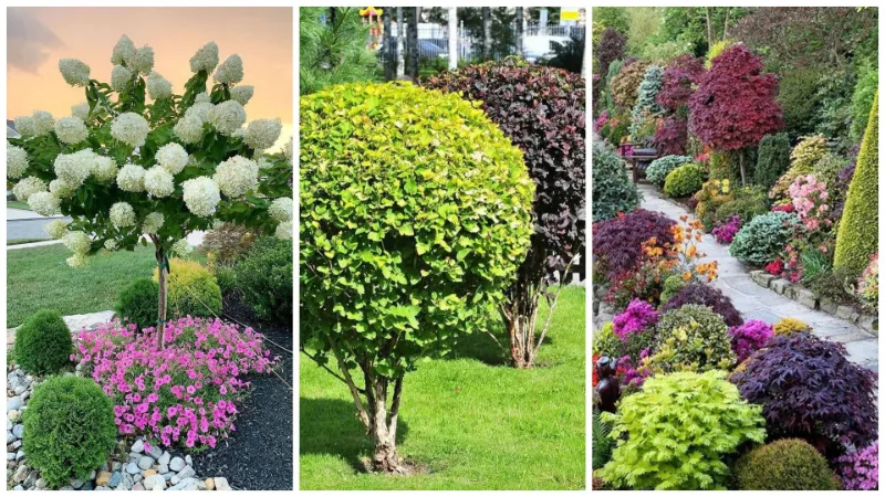 Цветы и декоративные кустарники: удивительные растения. Часть 5.