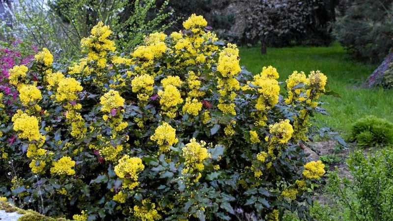 Желтые цветения падуболистной магонии