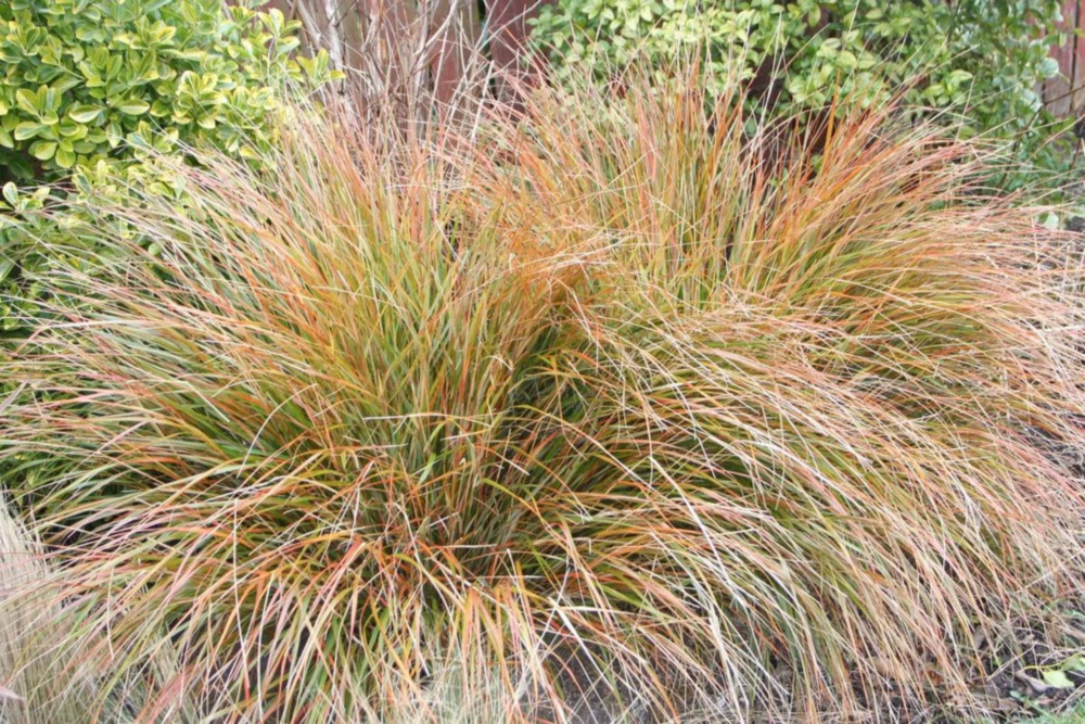 Новозеландская ветряная трава