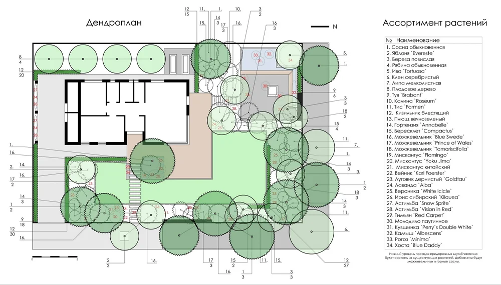 дендроплан в ландшафтном дизайне