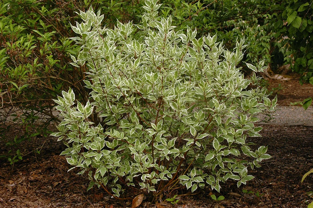 Высокий кустарник Ivory Halo