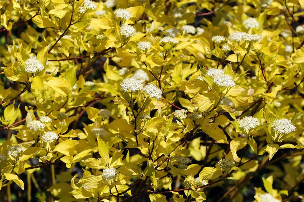 Желто-зеленый дерен