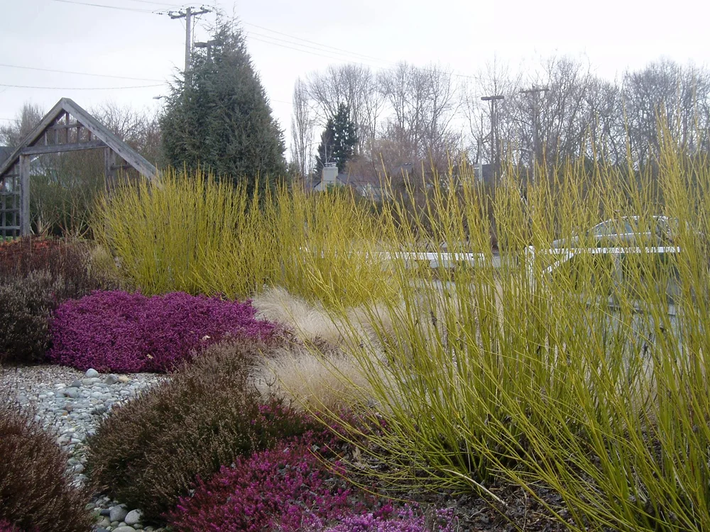 Желто-зеленый куст