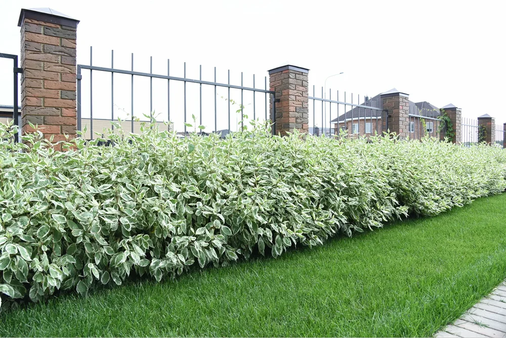 Изгородь из дерена