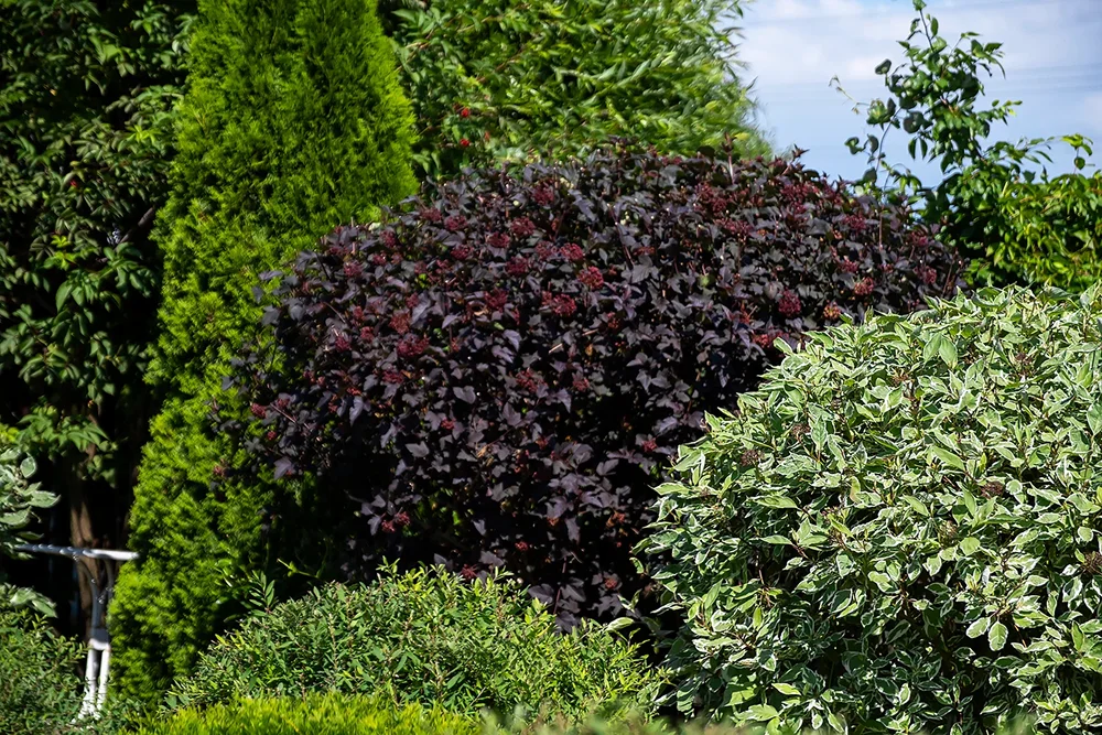 Декоративно-лиственные кустарники