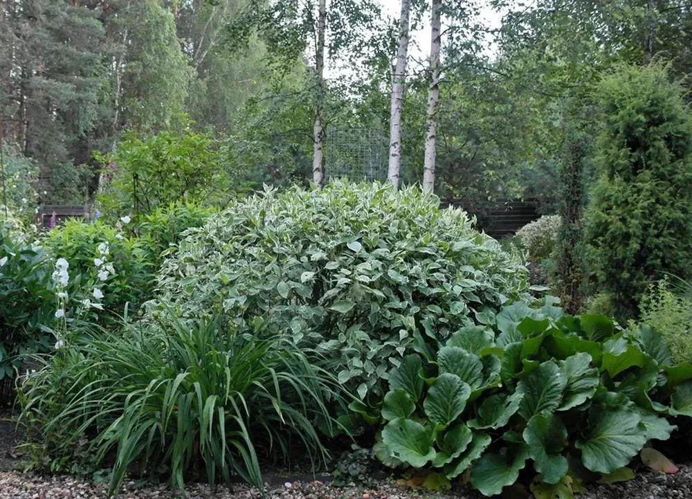 Темный фон в цветнике