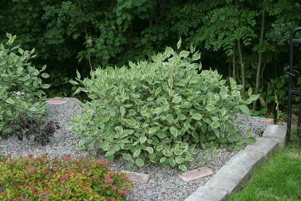 Одиночная посадка