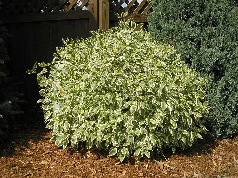 Мульчирование почвы