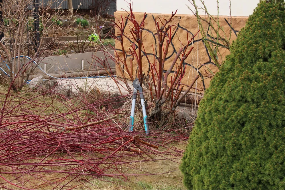 Обрезка дерена