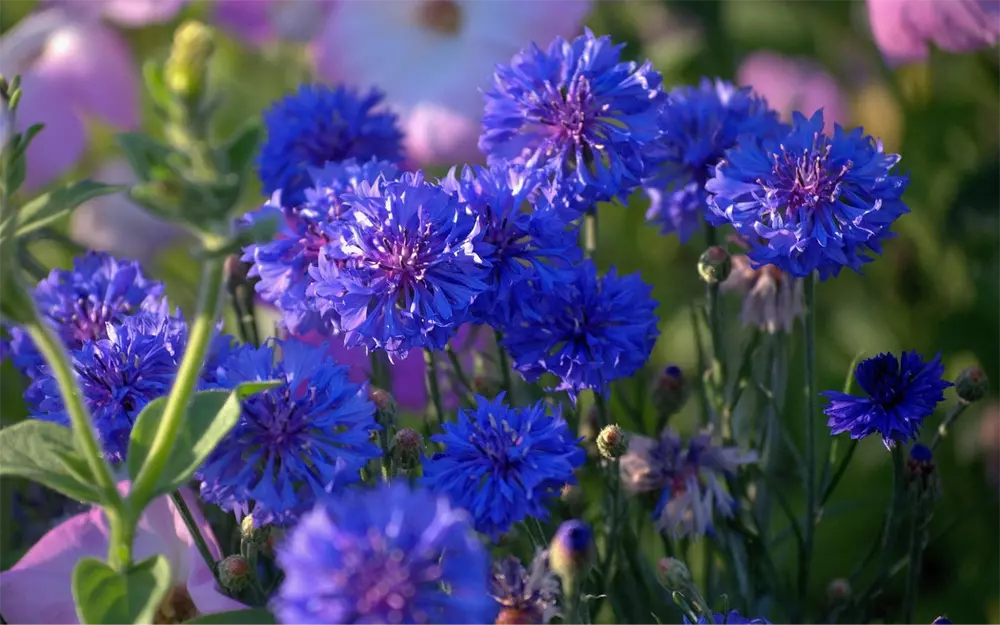 Самые неприхотливые цветы для дачи: 30+ лучших видов