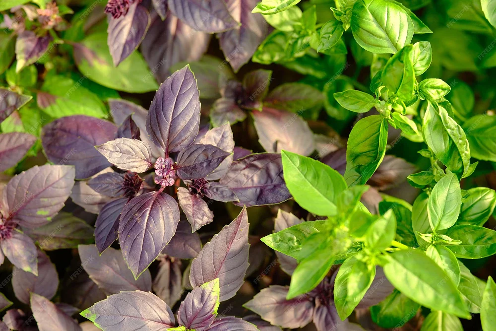 пряные растения