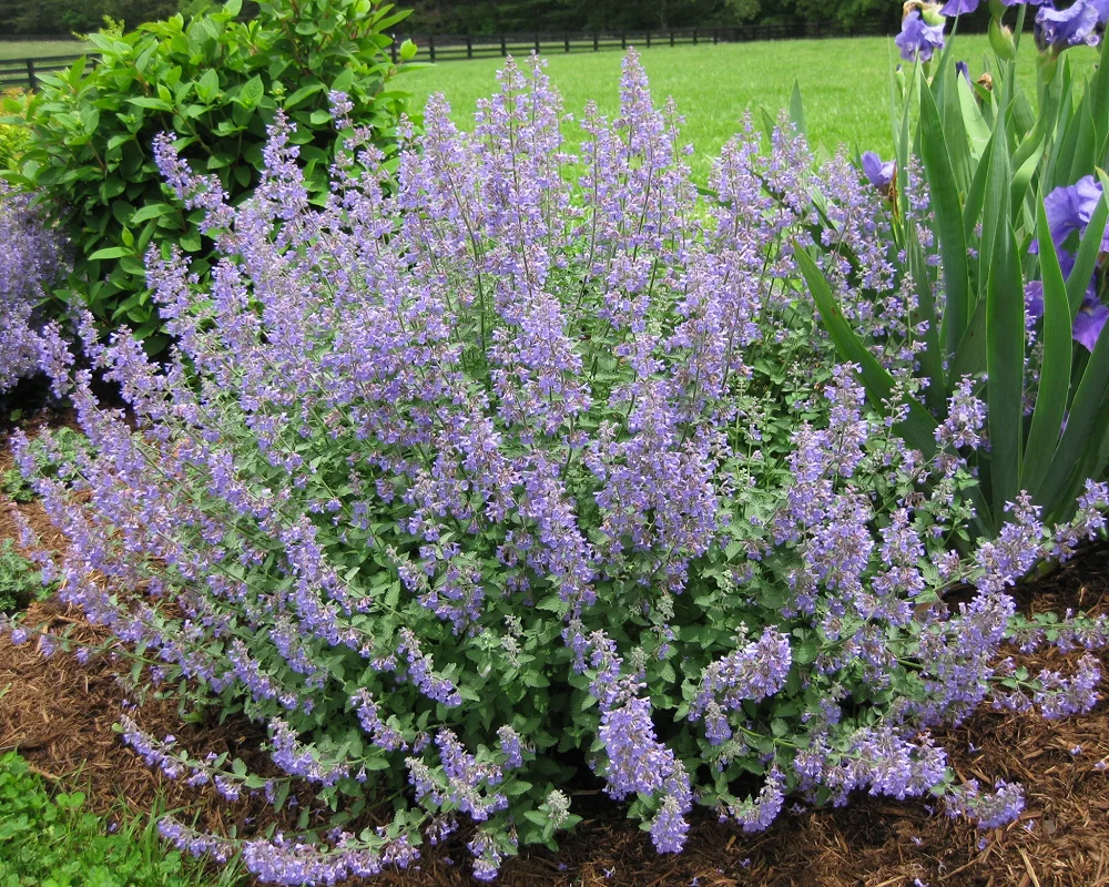 Кошачья мята