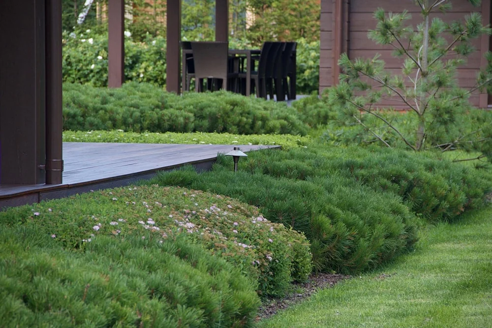 Сочетание растений в ландшафтном дизайне