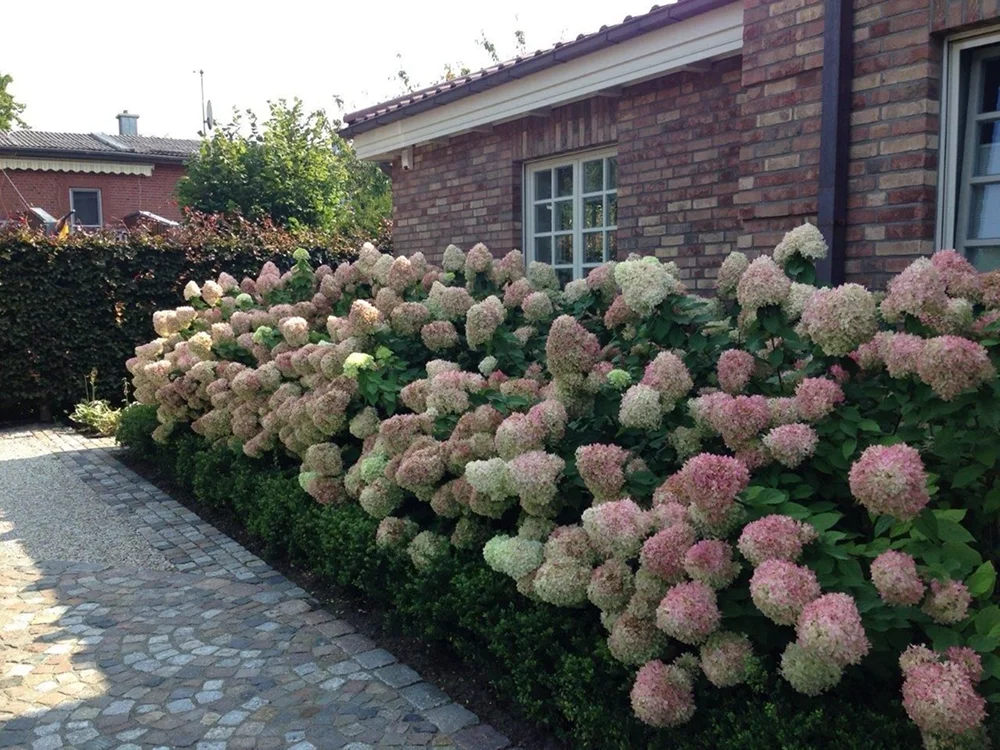 Гортензия метельчатая