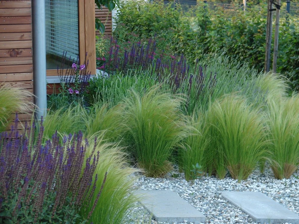 Растения для ландшафта