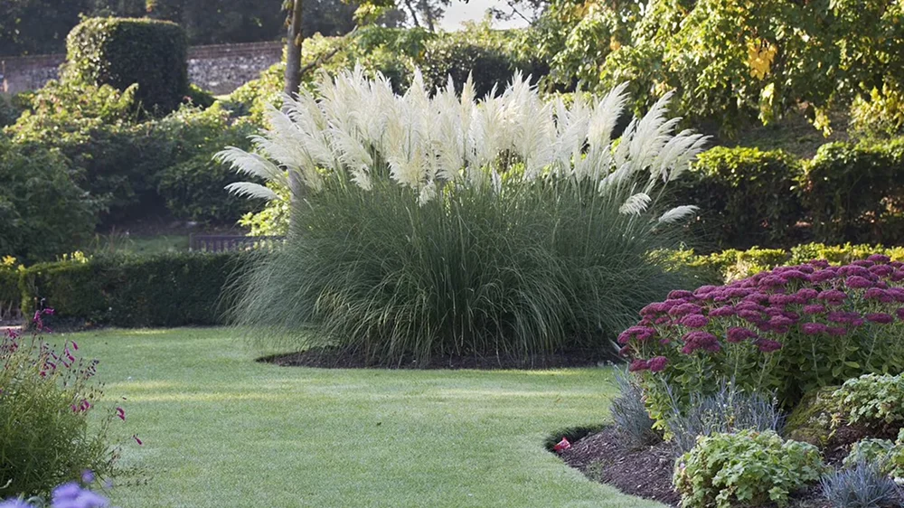 Кортадерия