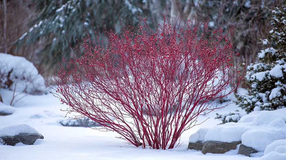 Кизил красный