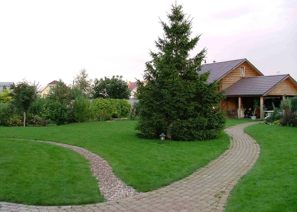 Ель восточная