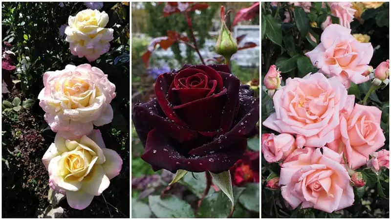 Розарий – «королевская» изюминка сада