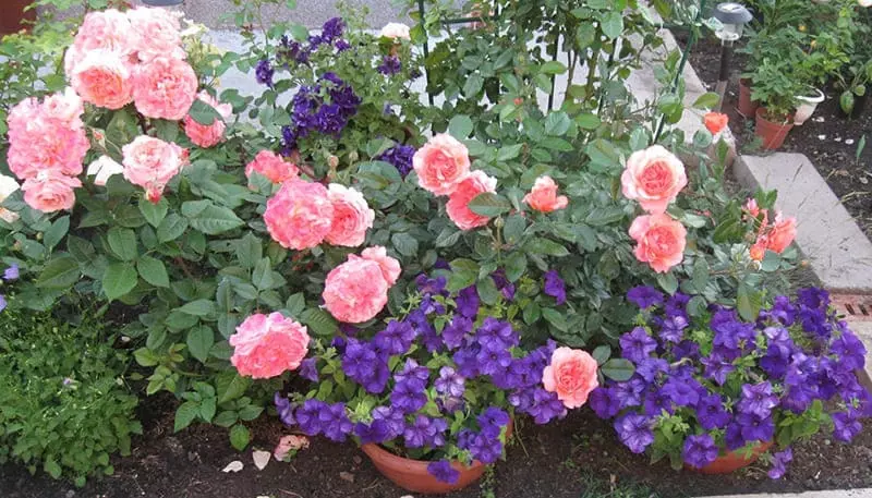 С чем сочетать розы в ландшафтном дизайне сада: настурция