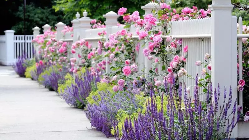 С чем сочетать розы в ландшафтном дизайне сада: сухоцветы