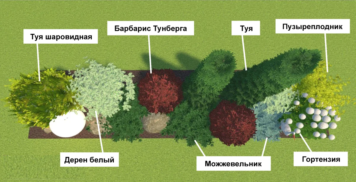 Размещение растений в кустарниково-хвойной композиции