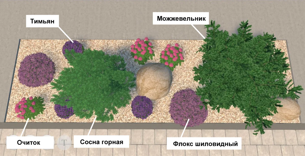 Хвойные и устойчивые многолетники для солнечного участка