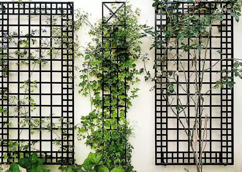 Вертикальное озеленение. Садовые арки, перголы, шпалеры и вьющиеся растения